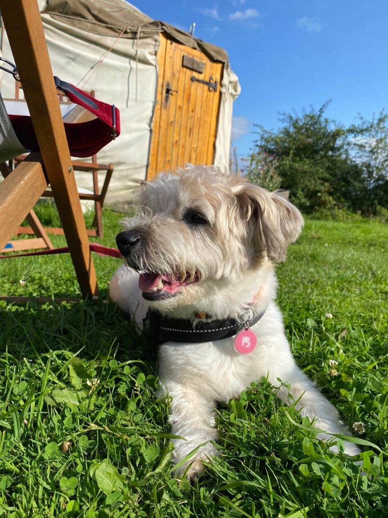 Home 15 Dog friendly glamping break