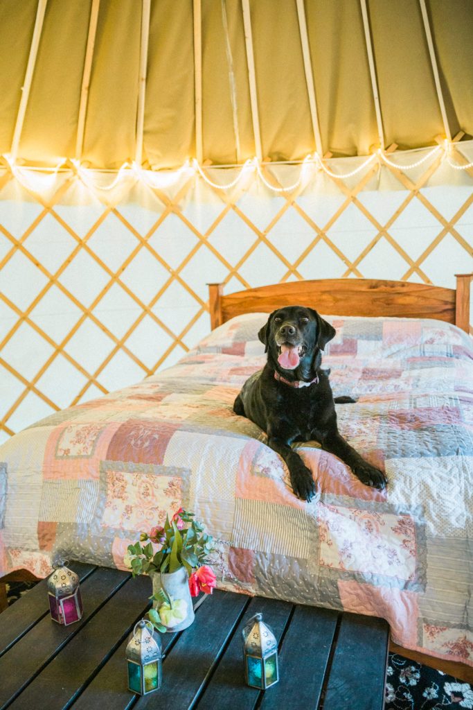 Affordable Farm Glamping in the West Midlands: Why a Dog-Friendly Farm Stay is the Perfect Escape 3 Insta Worcester Glamping Bennetts Willow Barn Wedding Hayley Morris Photography 81