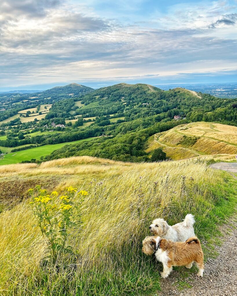 Our Favourite Pubs in Worcester to Visit During Your Glamping Break 3 Dog walking on the Malvern Hills